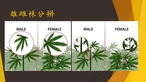 大麻